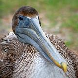 Pelican Closeup_32587
